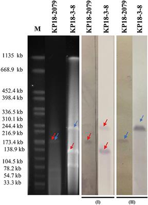 Molecular characterization of hybrid virulence plasmids in ST11-KL64 KPC-2-producing multidrug-resistant hypervirulent Klebsiella pneumoniae from China